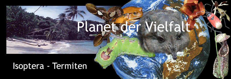 Kollage Organismen