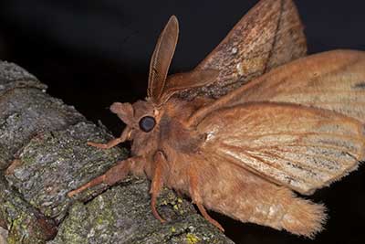 Graglucke Euthrix potatoria