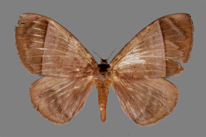 Eupterotidae