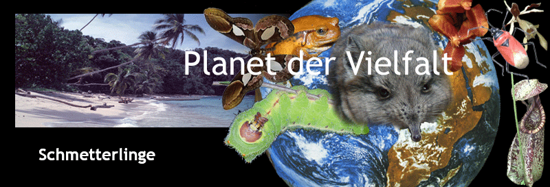 Kollage Organismen