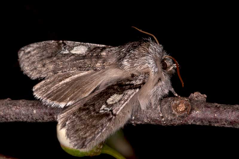 Gelbhorn-Eulenspinner Achlya flavicornis
