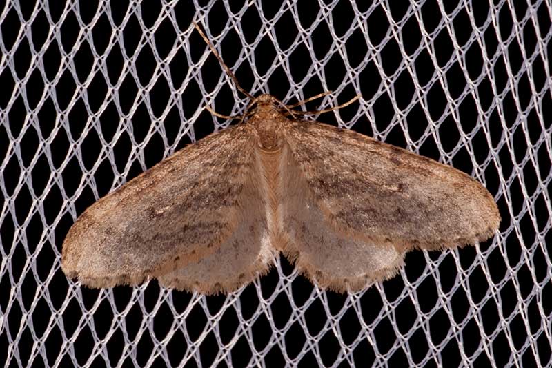 Kleiner Frostspanner Operophtera brumata