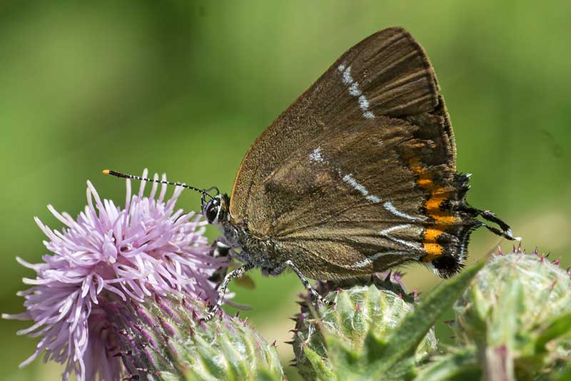 Ulmen-Zipfelfalter Satyrium w-album