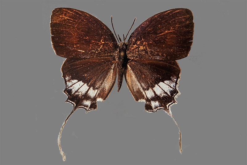 Drupadia Oocyclides