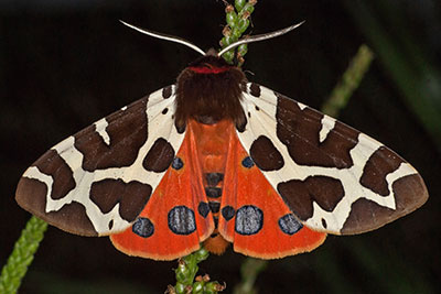 Brauner Br Arctia caja