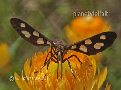 Widderchen am Mount Rani, Nepal