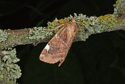 Calymnia diffinis
