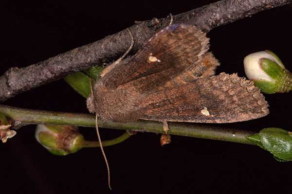 Satellit-Wintereule Eupsilia transversa