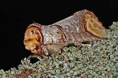 Mondvogel Phalera bucephala