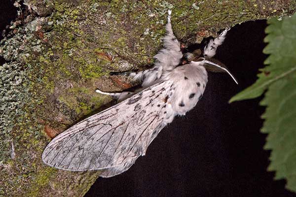 Weier Gabelschwanz Dicranura erminea