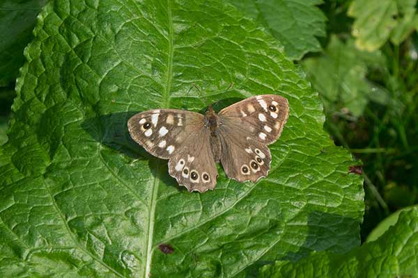 Waldbrettspiel Pararge aegeria