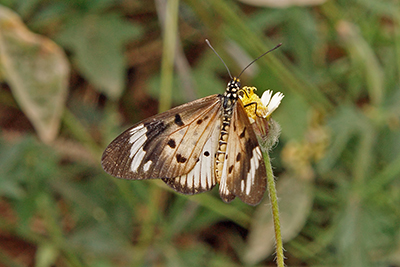 Acraea encedana, Arba Minch, �thiopien