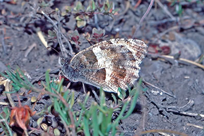 Berghexe Chazara briseis