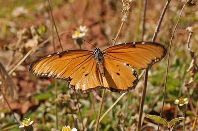 Monarchfalter Danaus chrysippus in thiopien