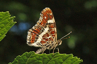 Landkrtchenfalter Hachemhle