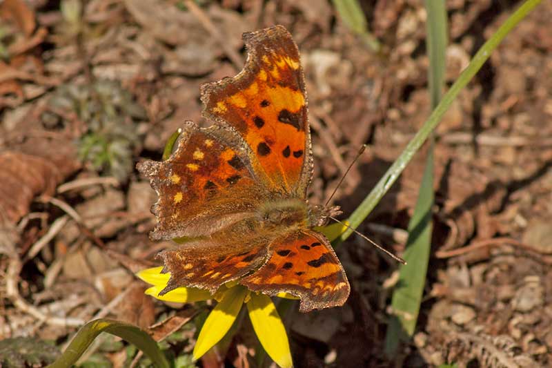 Weisses C Polygonia c-album