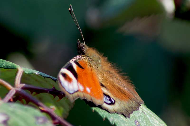 Tagpfauenauge Aglais io, Imago