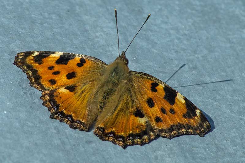 Groer Fuchs Nymphalis polychloros