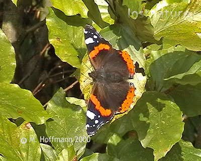 Admiral Vanessa atalanta, Hachemhle