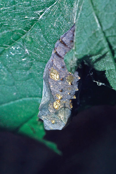 Puppe Admiral Vanessa atalanta