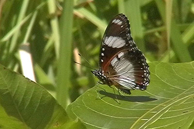 Eggfly Hypolymnas bolina Flores