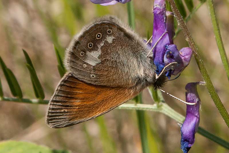 Rotbraunes Wiesenv�gelchen Coenonympha glycerion