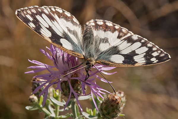 Damenbrett Melanargia galathea
