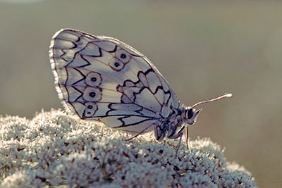 Russisches Schachbrett Melanargia russiae