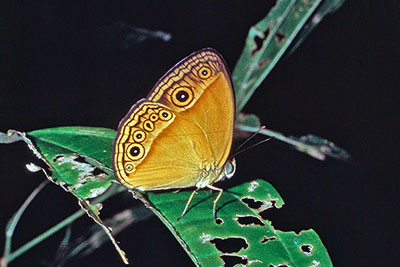 Augenfalter aus Neuguinea