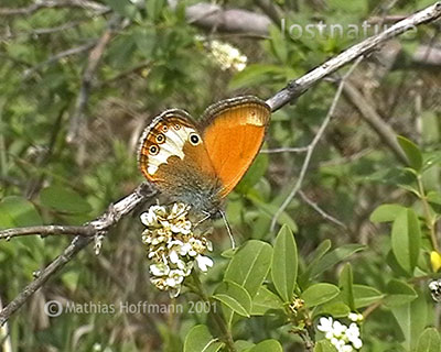 Perlgrasfalter Coenonympha arcania