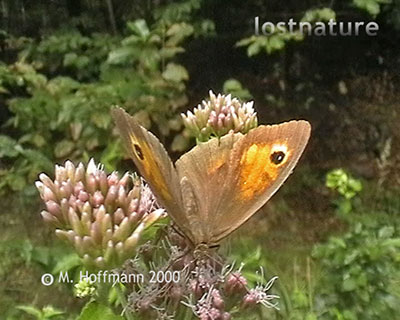 Ochsenauge Maniola jurtina