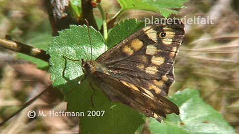 Pararge aegeria Hachem�hle D�bener Heide