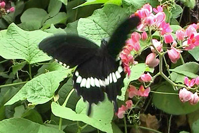 Schwalbenschwanz Papilio polites