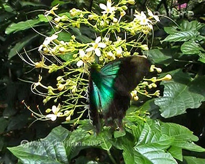 Schwalbenschwanz Papilio ulysses