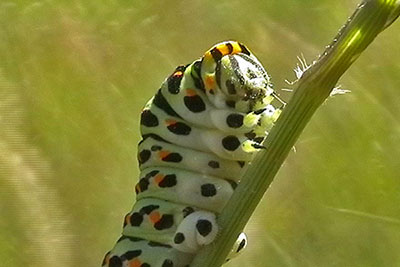 Raupe Papilio machaon