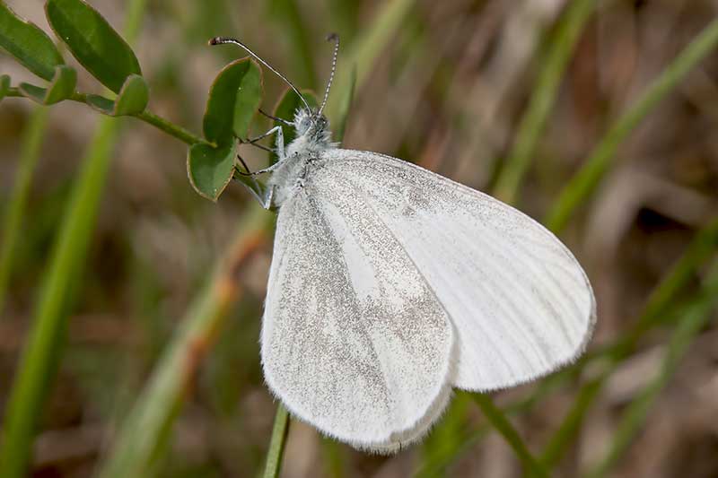 Senfweiling Leptidea sinapis