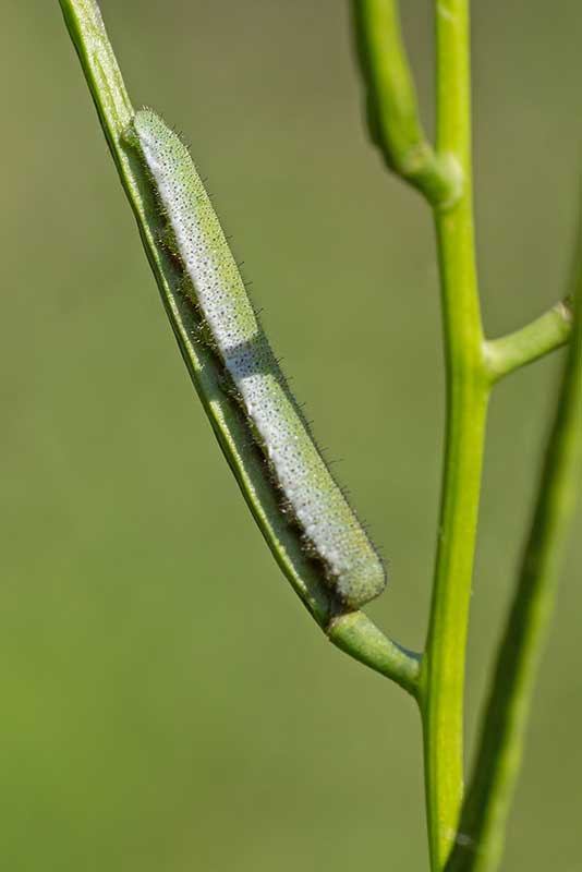 Raupe Aurorafalter