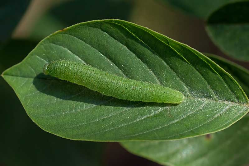 Raupe Zitronenfalter Gonepteryx rhamni