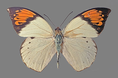 Weiling Hebomoia