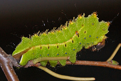 Larve Antheraea frithi