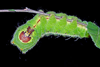 Raupe Antheraea frithi