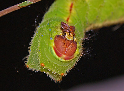 Raupe Antheraea frithi