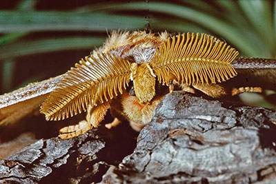 Portr�t Antheraea pernyi