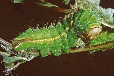 Raupe Antheraea perni
