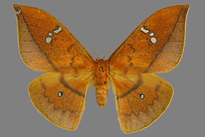 Cricula andrei Thailand