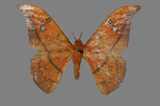 Cricula hoffmanni