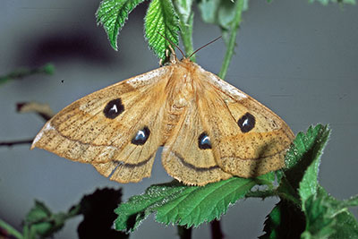 Imago Nagelfleck Aglia tau