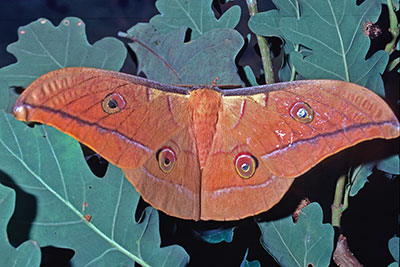 Eichenseidenspinner Antheraea perni