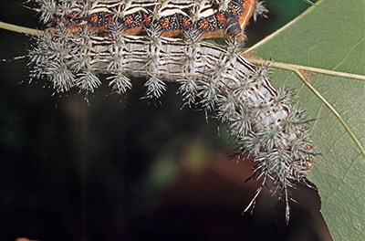 Raupe Automeris spec.