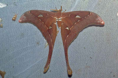 Herkulesspinner Coscinocera